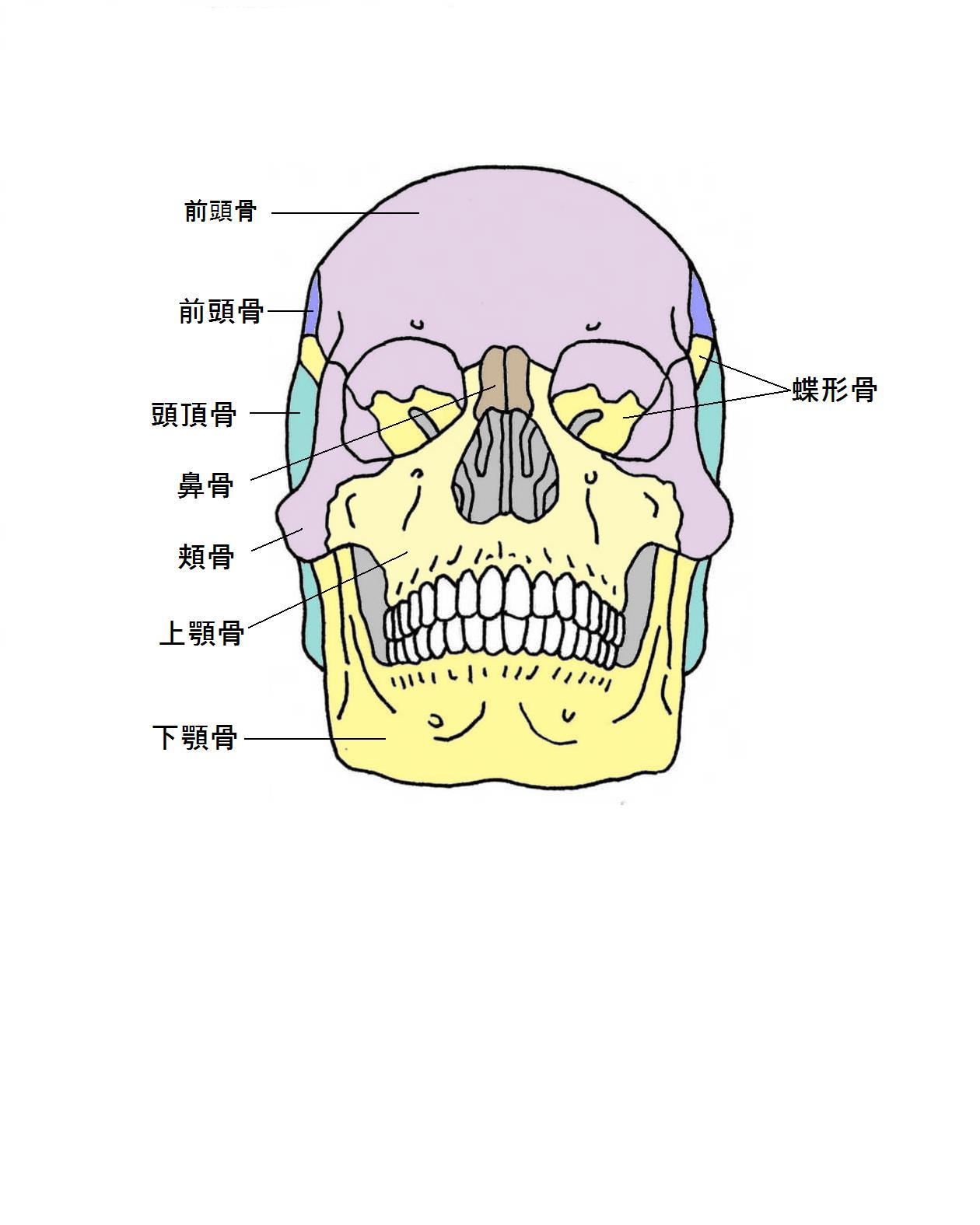 頭蓋骨療法